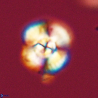 Cyclagelosphaera elevatocycla 68771