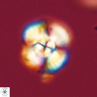 Cyclagelosphaera elevatocycla 68771