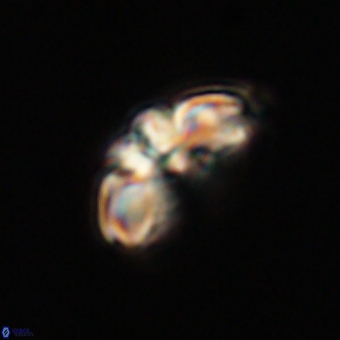 Cyclagelosphaera elevatocycla 68739
