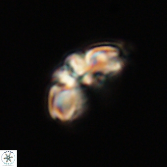Cyclagelosphaera elevatocycla 68739