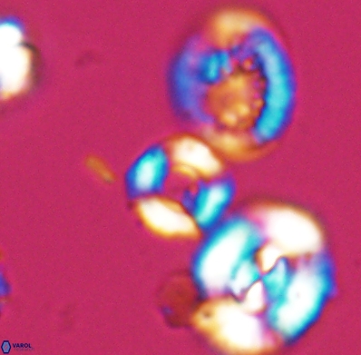 Cyclagelosphaera jiangii 11629