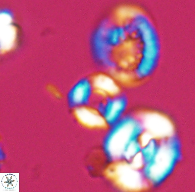 Cyclagelosphaera jiangii 11629