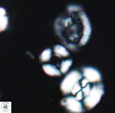 Cyclagelosphaera jiangii 11630