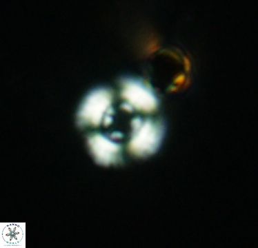 Cyclagelosphaera jiangii 2946