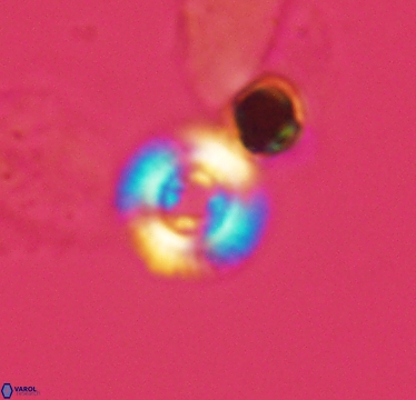 Cyclagelosphaera jiangii 2947