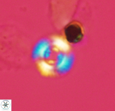 Cyclagelosphaera jiangii 2947