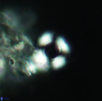 Cyclagelosphaera jiangii 3512