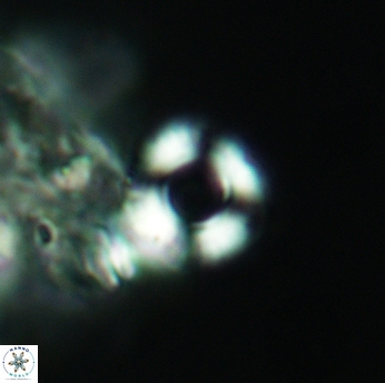 Cyclagelosphaera jiangii 3512