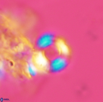 Cyclagelosphaera jiangii 3513