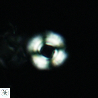 Cyclagelosphaera jiangii 3531