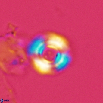 Cyclagelosphaera jiangii 3532