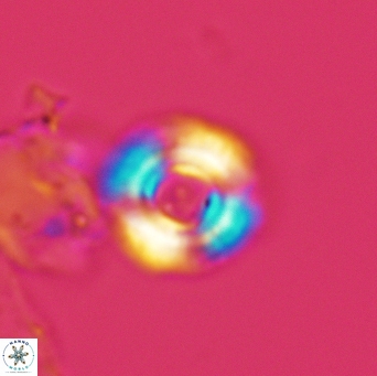 Cyclagelosphaera jiangii 3532