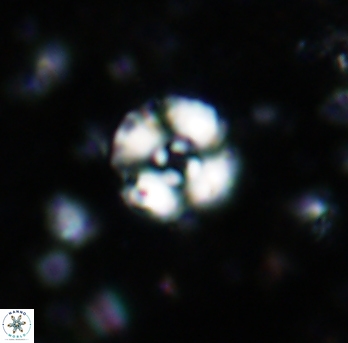 Cyclagelosphaera lacuna 1587