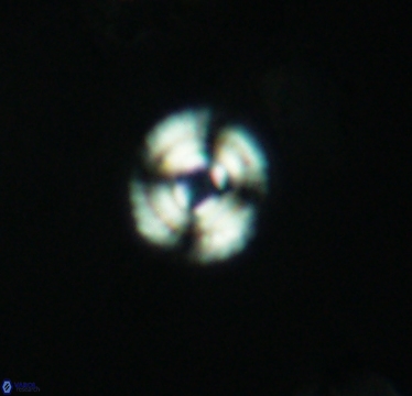 Cyclagelosphaera laticycla 2944