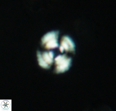 Cyclagelosphaera laticycla 2944