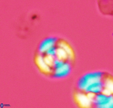 Cyclagelosphaera laticycla 2941
