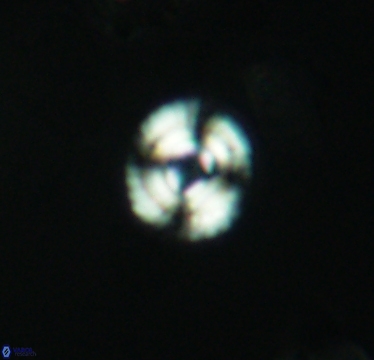 Cyclagelosphaera laticycla 2942