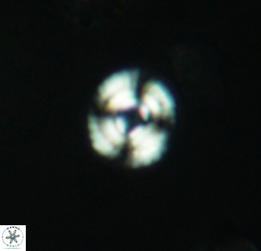 Cyclagelosphaera laticycla 2942