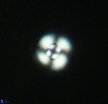 Cyclagelosphaera puncta 2948