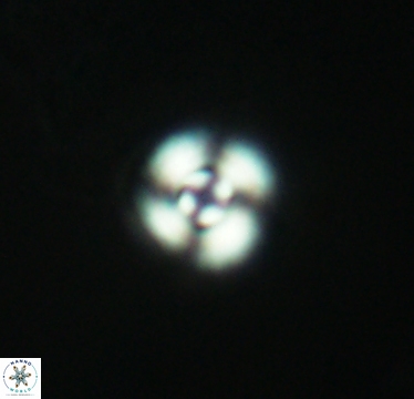 Cyclagelosphaera puncta 2948