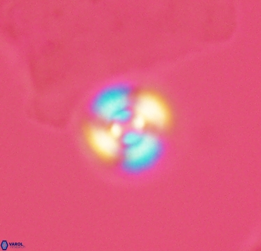 Cyclagelosphaera puncta 2949