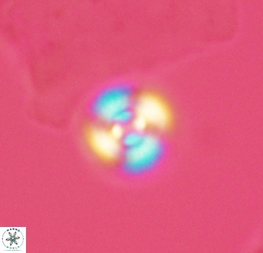 Cyclagelosphaera puncta 2949