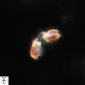 Cyclagelosphaera paez rayesii 67295