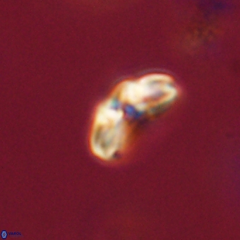 Cyclagelosphaera paez rayesii 67296