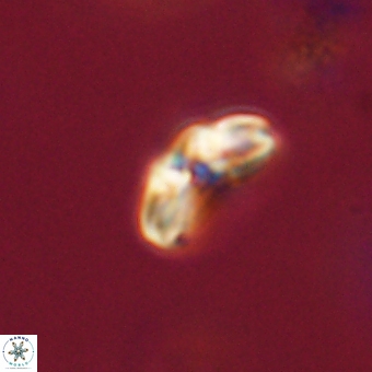 Cyclagelosphaera paez rayesii 67296