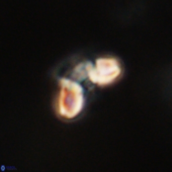 Cyclagelosphaera paez rayesii 67298