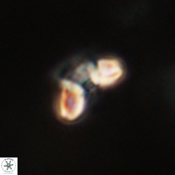 Cyclagelosphaera paez rayesii 67298