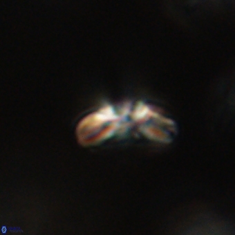 Cyclagelosphaera paez rayesii 67299