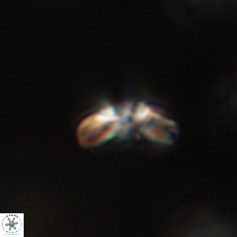 Cyclagelosphaera paez rayesii 67299