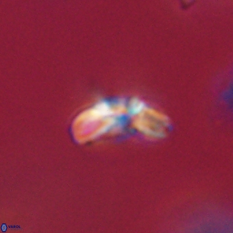 Cyclagelosphaera paez rayesii 67300