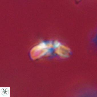 Cyclagelosphaera paez rayesii 67300