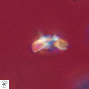 Cyclagelosphaera paez rayesii 67301