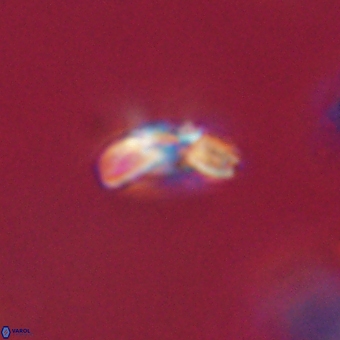 Cyclagelosphaera paez rayesii 67302