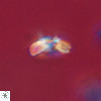 Cyclagelosphaera paez rayesii 67302