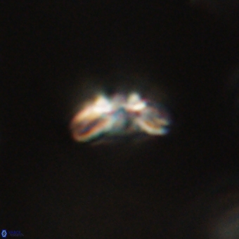 Cyclagelosphaera paez rayesii 67303