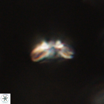 Cyclagelosphaera paez rayesii 67303