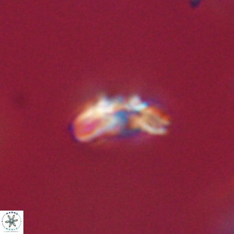 Cyclagelosphaera paez rayesii 67304
