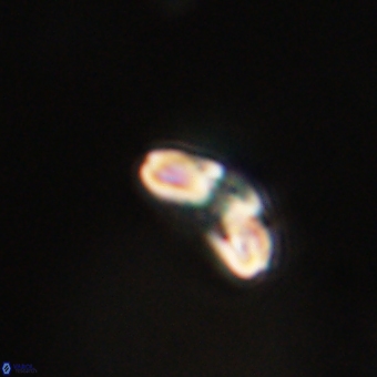 Cyclagelosphaera paez rayesii 67306
