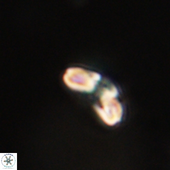 Cyclagelosphaera paez rayesii 67306