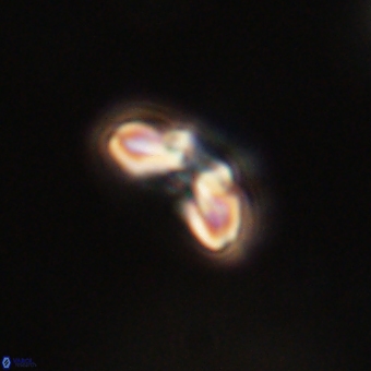 Cyclagelosphaera paez rayesii 67307