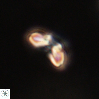 Cyclagelosphaera paez rayesii 67307
