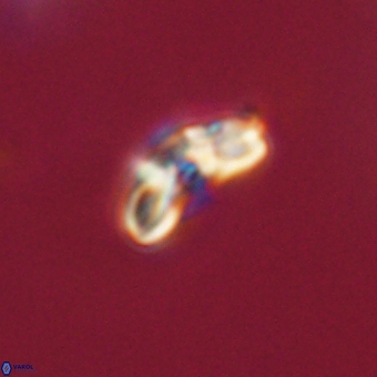 Cyclagelosphaera paez rayesii 67309