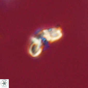Cyclagelosphaera paez rayesii 67309