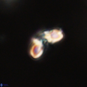 Cyclagelosphaera paez rayesii 67310
