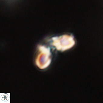 Cyclagelosphaera paez rayesii 67310