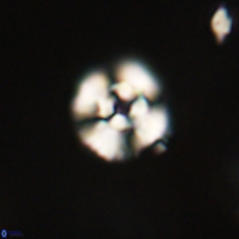 Cyclagelosphaera paez rayesii 67311
